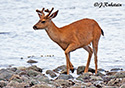 Odocoileus hemionus